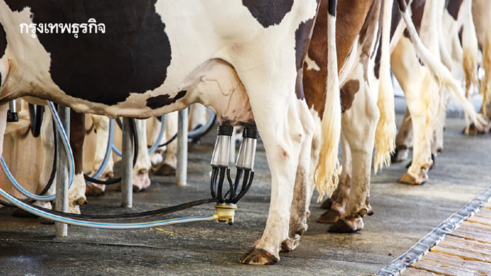 น้ำนมโคส่วนเกิน‘181 ตันต่อวัน’  ให้อสค.รับซื้อและเอกชนแปรรูป