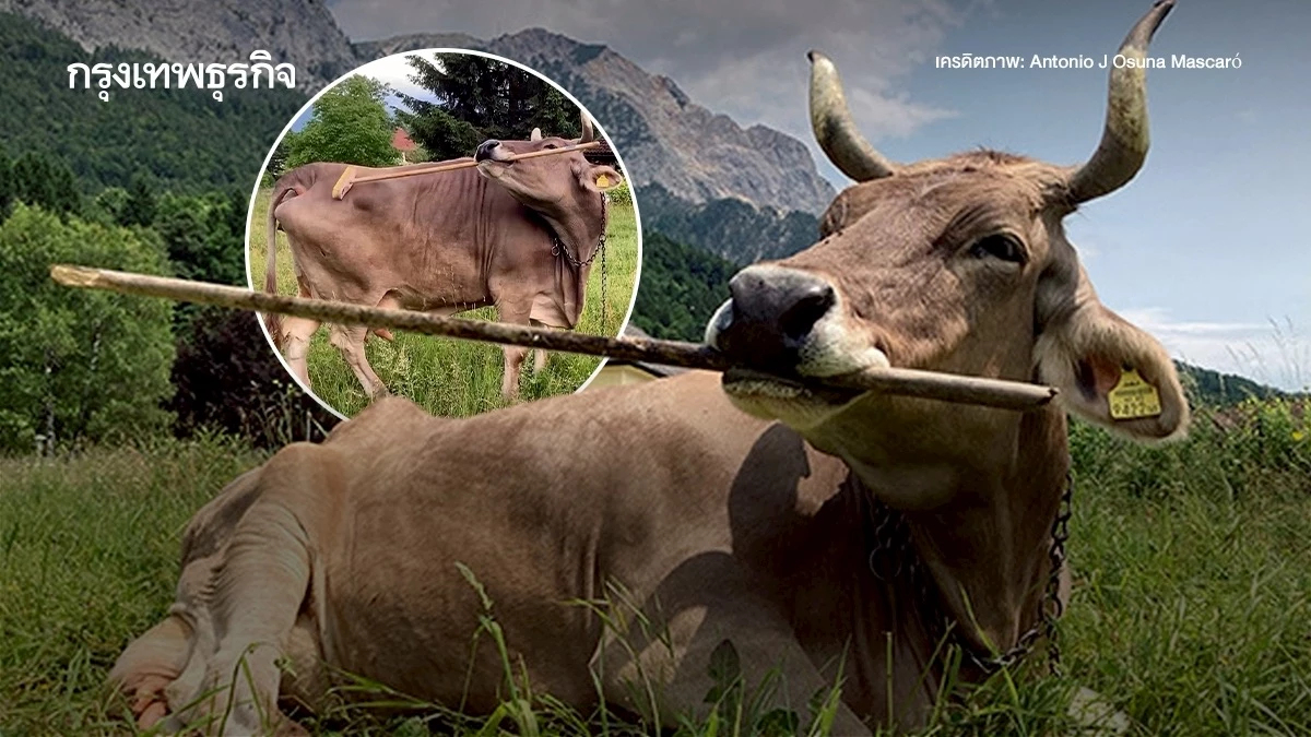พบ ‘วัว’ ใช้ไม้เกาหลังตัวเอง ครั้งแรกในโลก ฉลาดกว่าที่นักวิจัยคิด