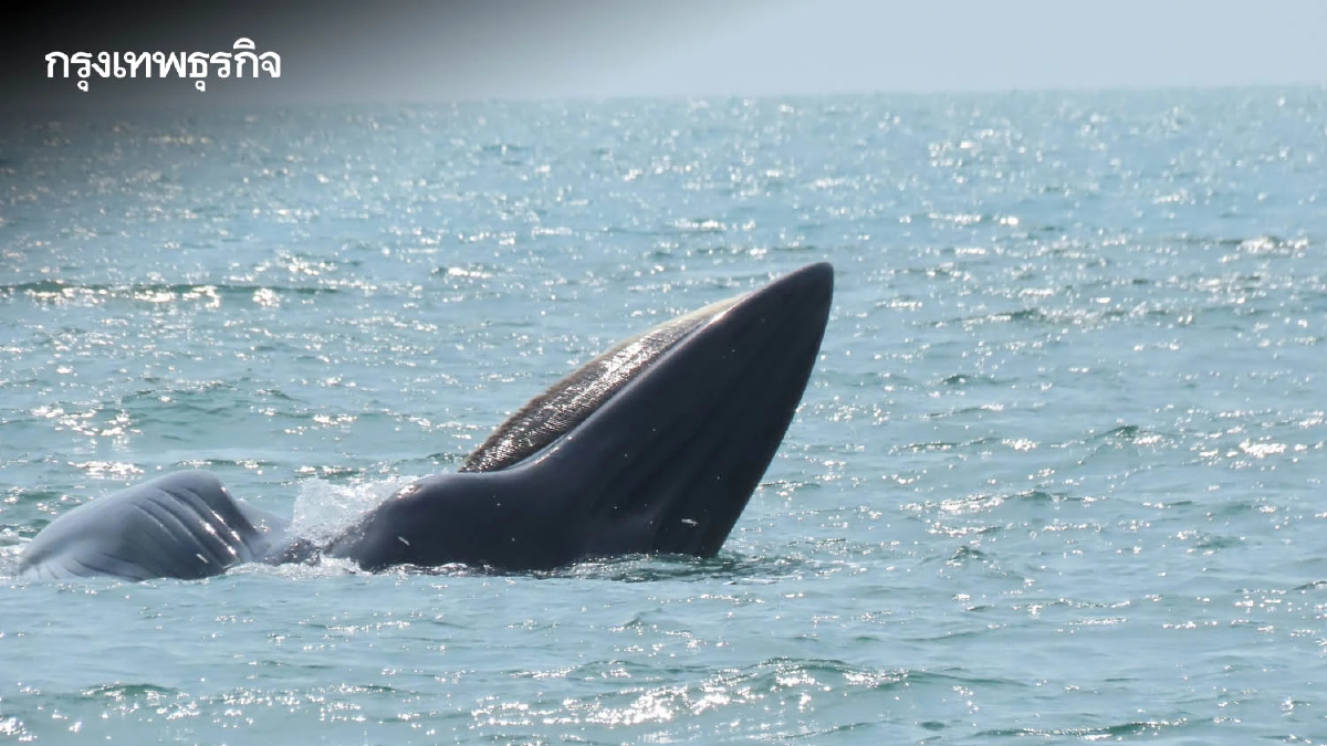 นักท่องเที่ยวตื่นตา 'วาฬบรูด้า' โผล่โชว์ตัวกลางทะเล อุทยานฯ หมู่เกาะอ่างทอง