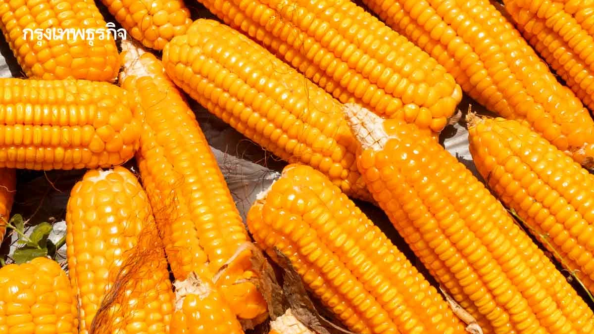 ‘ข้าวโพดเลี้ยงสัตว์’ปลอดเผาครบวงจร  ตรวจสอบย้อนกลับ-ประสานภาคส่งออก