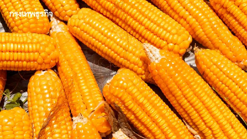 ‘ข้าวโพดเลี้ยงสัตว์’ปลอดเผาครบวงจร  ตรวจสอบย้อนกลับ-ประสานภาคส่งออก