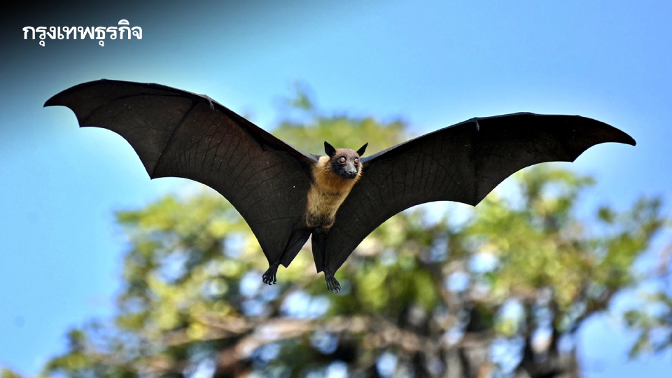 ผวา 'ไวรัสนิปาห์' วัดดังอยุธยาเร่งล้างมูลค้างคาว - ไทยยังไม่พบผู้ติดเชื้อ