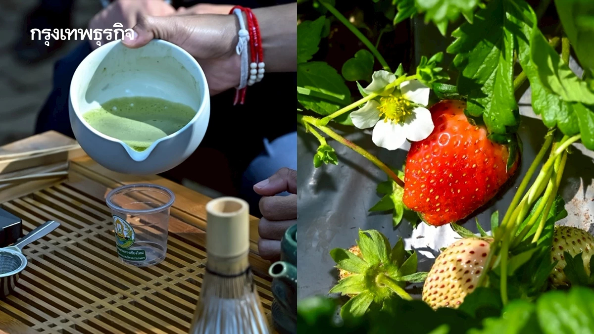 ชาพันธุ์ใหม่ –สตรอว์เบอร์รีปลอดสาร 2 นวัตกรรมยกระดับรายได้