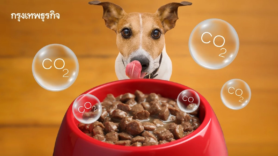 ‘อาหารหมา’ ปล่อยก๊าซคาร์บอนมากกว่าอาหารคน เนื้อพรีเมียม-อาหารเปียก ตัวการทำโลกร้อน