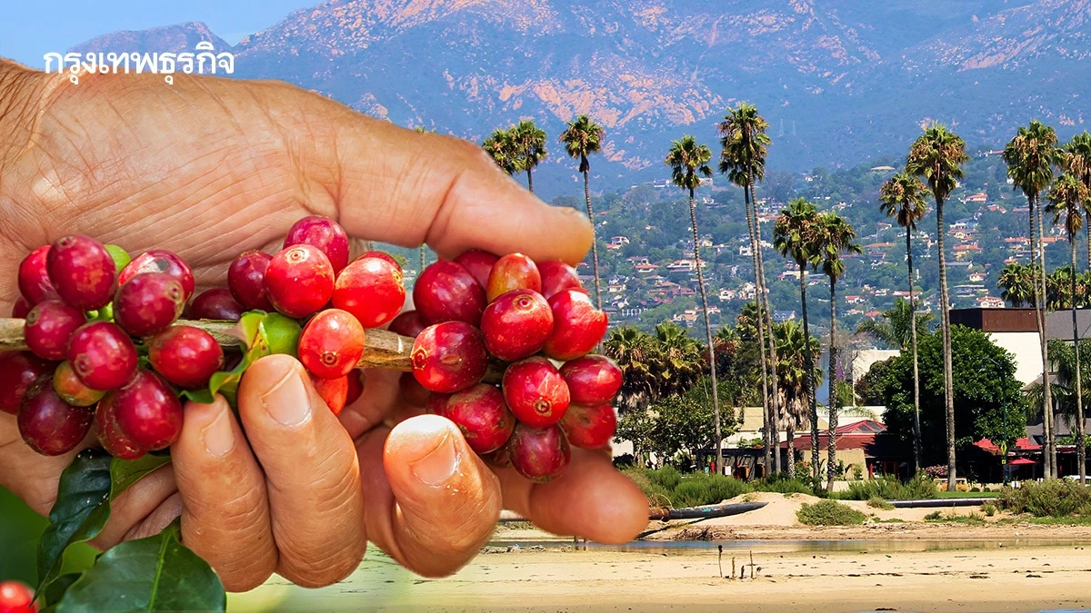 แคลิฟอร์เนียปลูกกาแฟ 'เกอิชา' เปิดประมูลครั้งแรกที่ดูไบ!