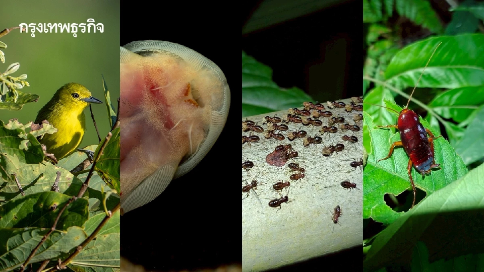 เปิดดอยตุง–ป่าชุมชน เป็นฐานข้อมูลวิจัยระดับโลก รับมือวิกฤติ Climate Change