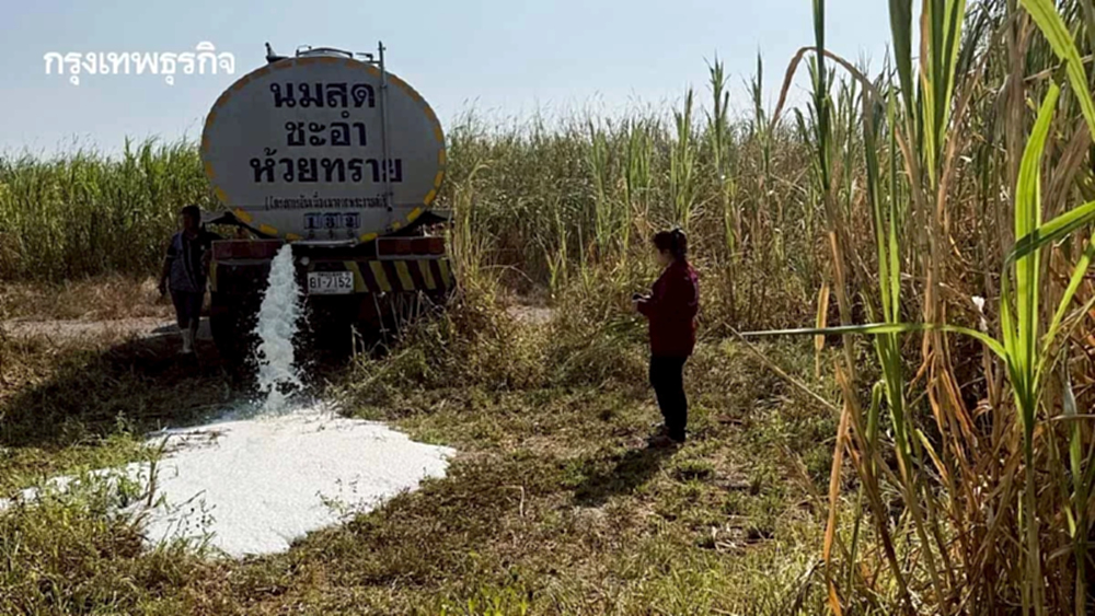 เกษตรฯ หนุน ทำเนย ชีส หลังเกษตรกรเทนมทิ้ง เหตุผู้ประกอบการบิดรับซื้อ