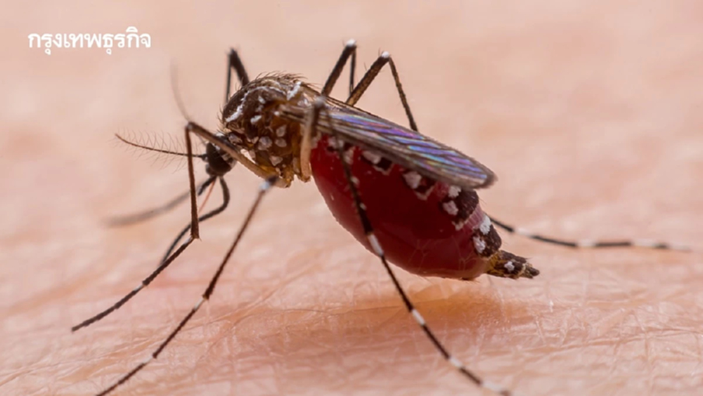 ‘ยุง’ กัดมนุษย์มากขึ้น หลังป่าถูกทำลาย สัตว์หายไปหมด เสี่ยงเกิดโรคระบาด