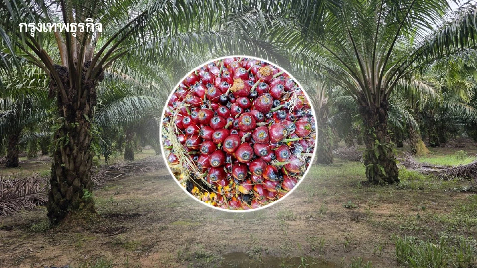 สศก. หนุนใส่ปุ๋ยปาล์มฯตามค่าวิเคราะห์ดิน ลดต้นทุน ลดก๊าซเรือนกระจก