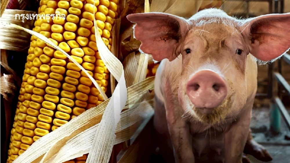 เกษตรฯยกระดับมาตรฐานการผลิตข้าวโพดเลี้ยงสัตว์ปลอดเผา