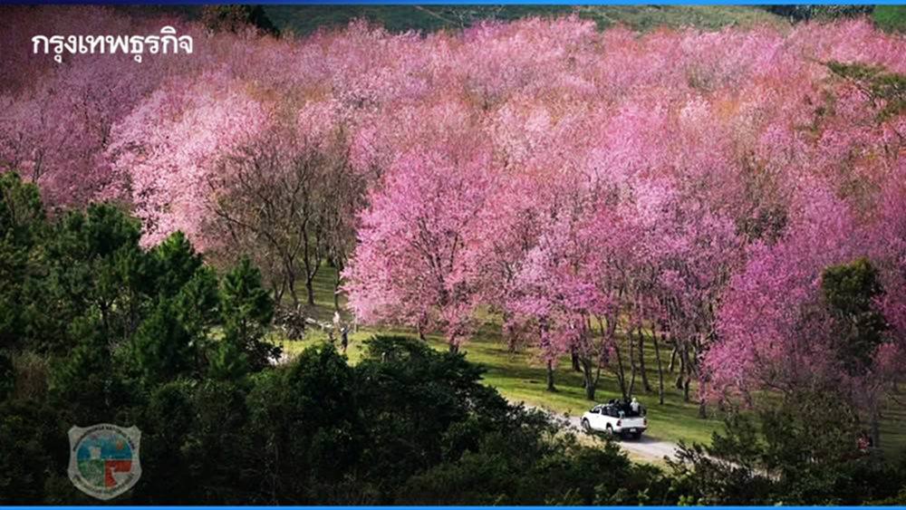 ชม ‘ซากุระเมืองไทย’ โค้งสุดท้าย ที่ ‘ภูลมโล’ กลางเดือนม.ค. 69