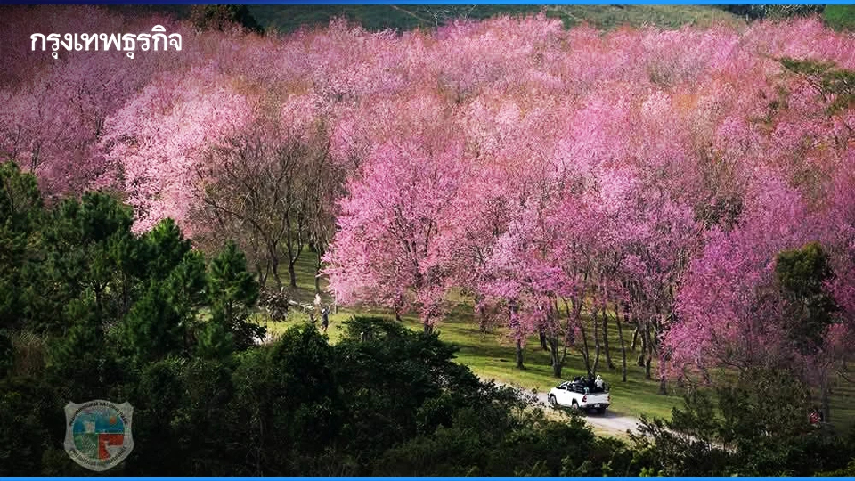 ชม ‘ซากุระเมืองไทย’ โค้งสุดท้าย ที่ ‘ภูลมโล’ กลางเดือนม.ค. 69