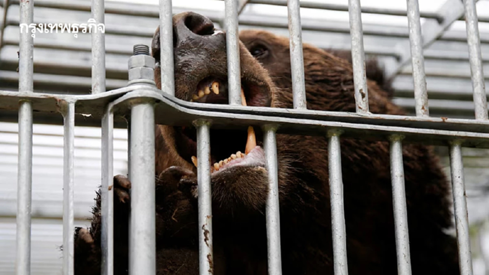 วิกฤติหมีทำร้ายคน  สร้างสุดยอดเมนูญี่ปุ่น l World Pulse