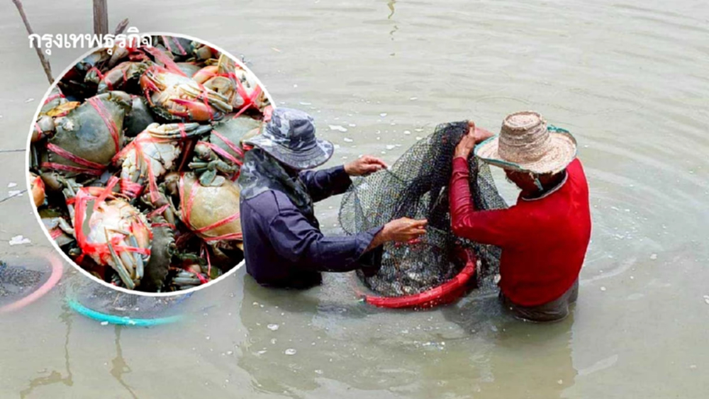 เกษตรกรเพชรบุรีต่อยอด “เลี้ยงปูทะเล” เพิ่มรายได้ ลดต้นทุน