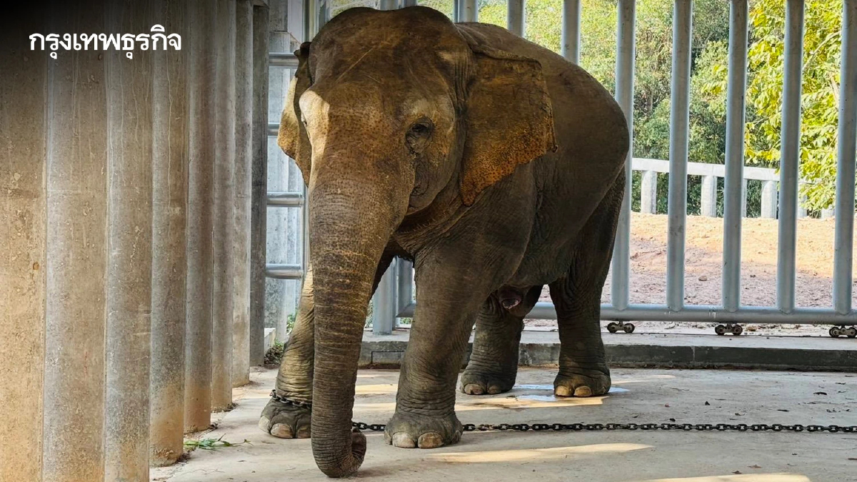 ปมร้อน! กรมอุทยานฯ แจงย้าย “สีดอแก้ว” เข้าศูนย์ปรับพฤติกรรมฯ ไม่ใช่การกักขัง