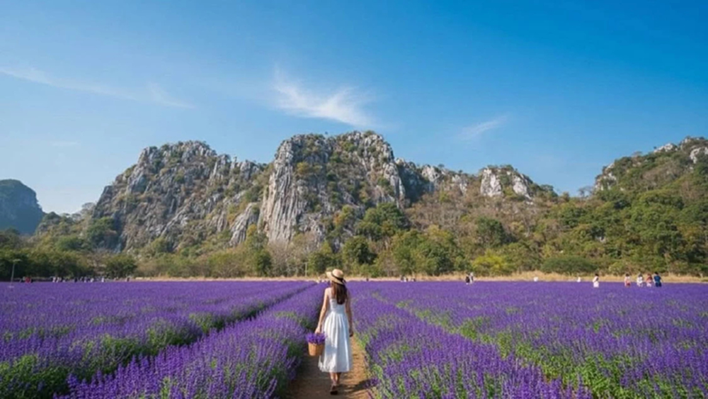 ชมพรมดอกไม้กลางหุบเขา 'ดอกบลูซัลเวีย' ที่ 'ทุ่งสิริสมัย'