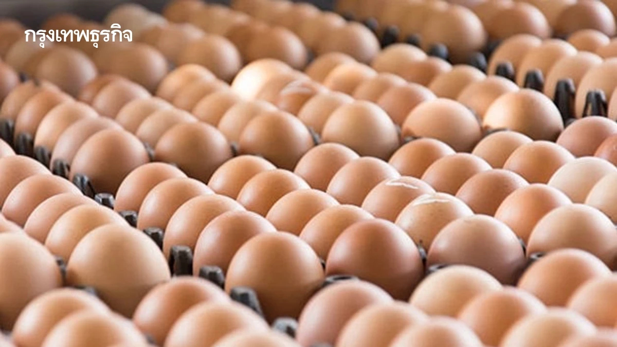 เกษตรกร ร้องรัฐตรวจสอบ ฟาร์มใหญ่จับมือยี่ปั๊วเทขายไข่ไก่ ทำรายย่อยเดือดร้อนหนัก