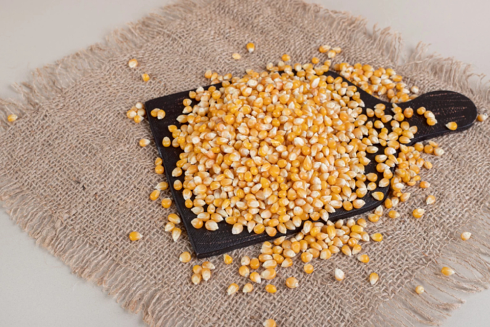 "พาณิชย์"ออก 4 กฎ คุมเข้มการนำเข้าข้าวโพดเลี้ยงสัตว์–ข้าวสาลี ปี 2569  