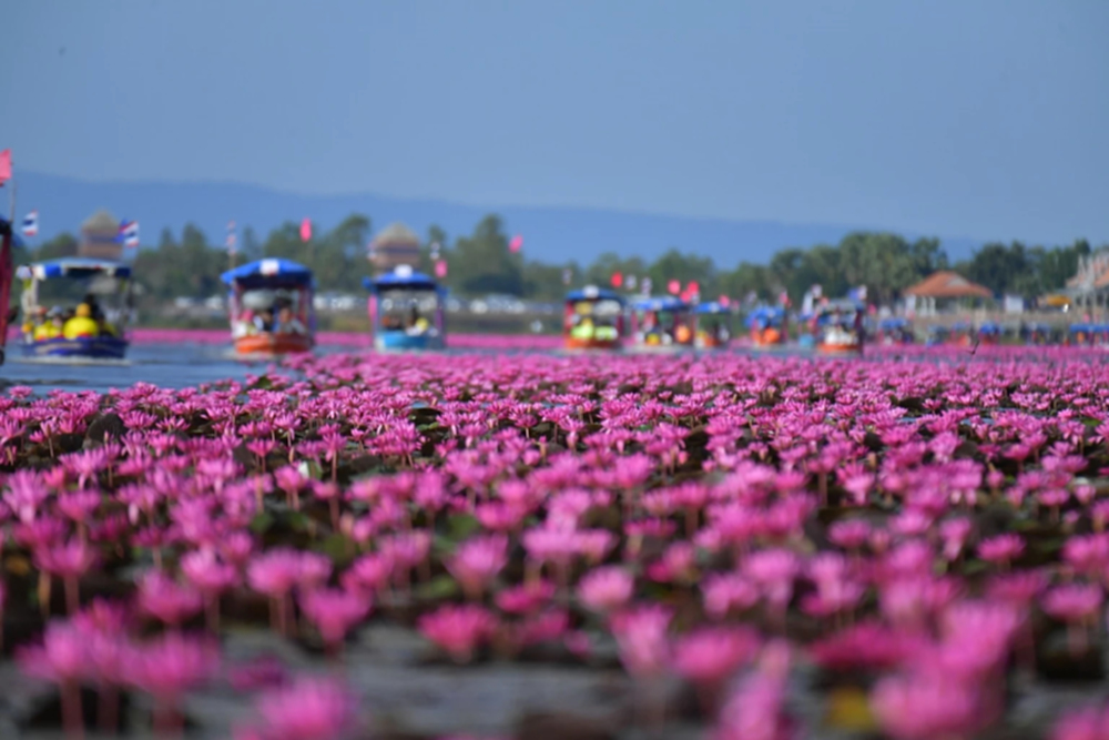 นักท่องเที่ยวแห่ตามรอย ‘ลิซ่า’ ล่องเรือชมทะเลบัวแดง ‘ททท.’ คาดยอดเดินทางทะลัก 1.2 แสนคน