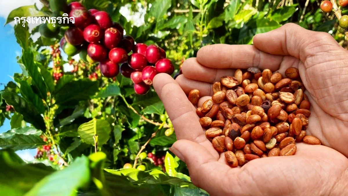มกอช. ยกระดับอุตสาหกรรมกาแฟไทย สู่มาตรฐานสากล มุ่ง HUBอาหารของโลก