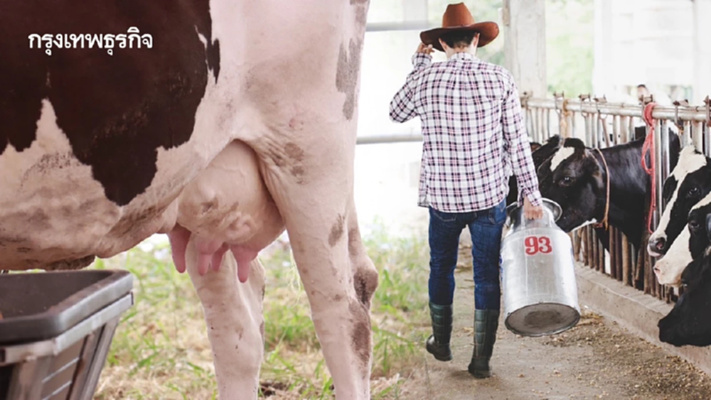 น้ำนมดิบยังเกินวันละ 200 ตัน  กรมฯสหกรณ์ ประสานเอกชนรับซื้อทำนมผง