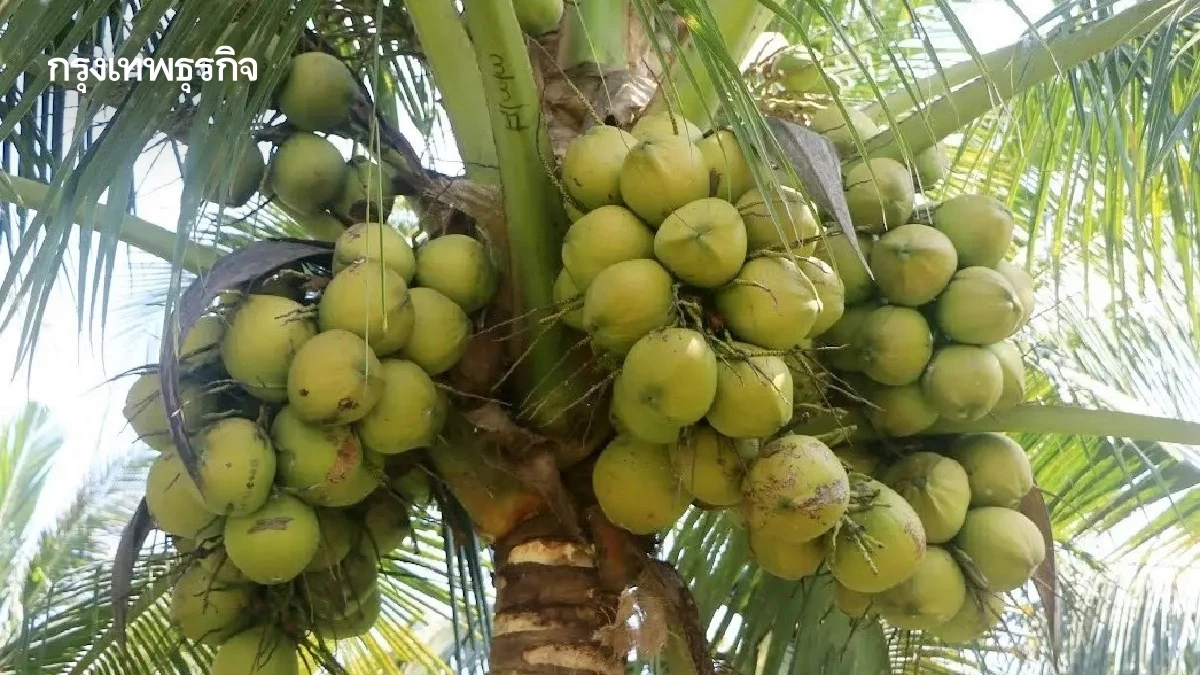 เกษตรฯ เร่งช่วย ชาวสวนมะพร้าว  ประจวบคีรีขันธ์  ผลผลิตลด 20 %