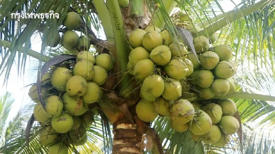 เกษตรฯ เร่งช่วย ชาวสวนมะพร้าว  ประจวบคีรีขันธ์  ผลผลิตลด 20 %