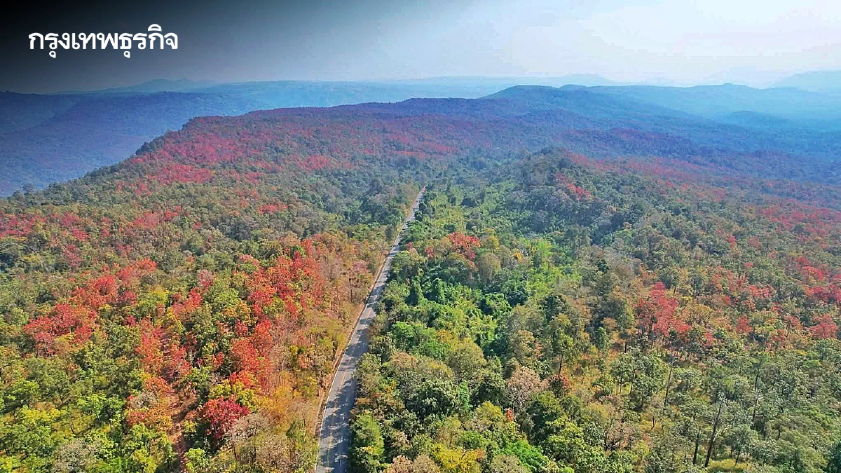 ปรากฏการณ์ 'ป่าเปลี่ยนสี' มหัศจรรย์สีสันแห่งผืนป่าน้ำหนาว จ.เพชรบูรณ์