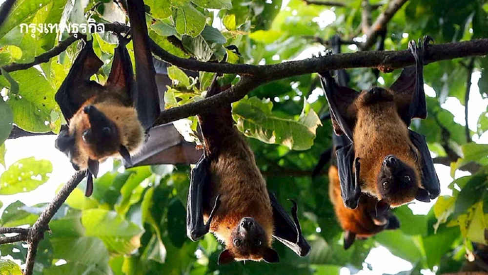 ศธ. เตรียมออกมาตรการป้องกันไวรัสนิปาห์ (NIPAH) ระบาดในสถานศึกษา