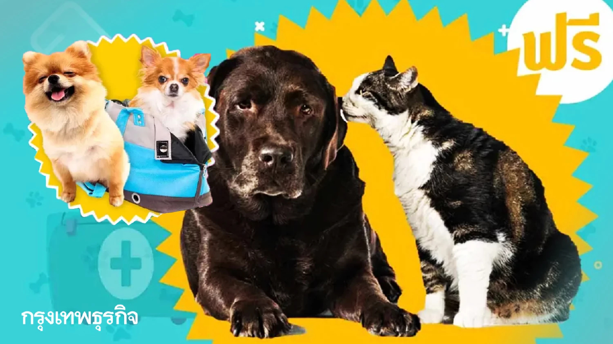 เปิดจุด ฉีดฝังไมโครชิปฟรี จดทะเบียนหมาแมว ตัวไหนหาย หาเจอทันที