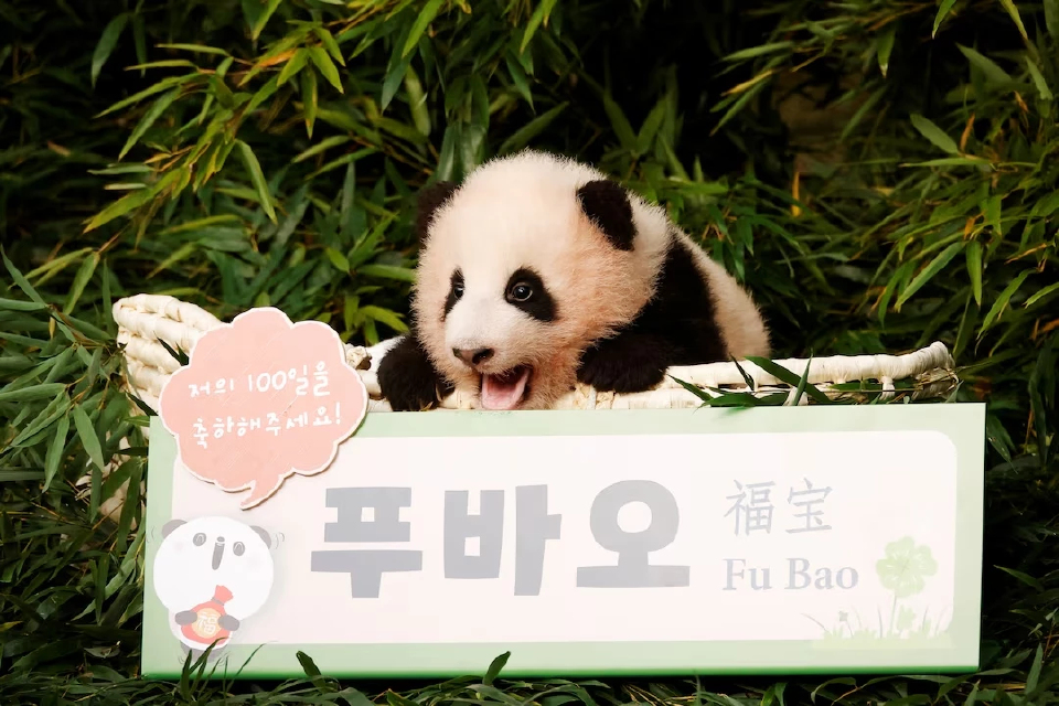 ‘เกาหลีใต้-จีน’ บรรลุดีล 'ความร่วมมือด้านแพนด้า' หลังอี แจ-มยองพบสี จิ้นผิง