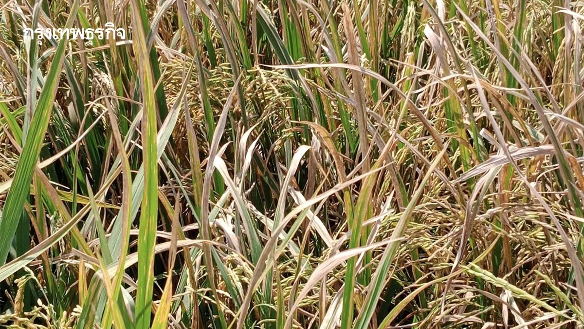เกษตรฯ เตือนชาวนา ระวังโรคขอบใบแห้ง มากับอากาศหนาวเหน็บ