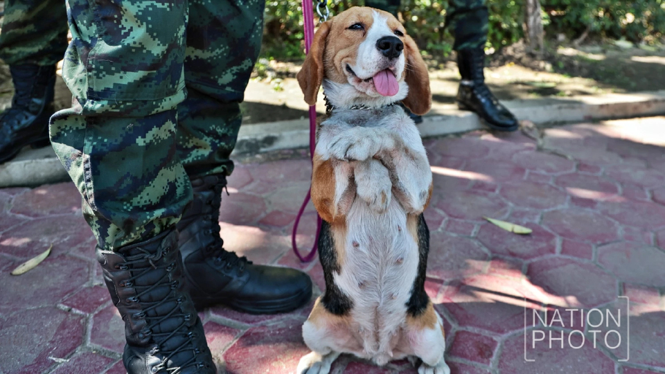 ชมความน่ารัก “สุนัขทหาร K9” โชว์ความสามารถในงาน “วันเด็กแห่งชาติ 2569”
