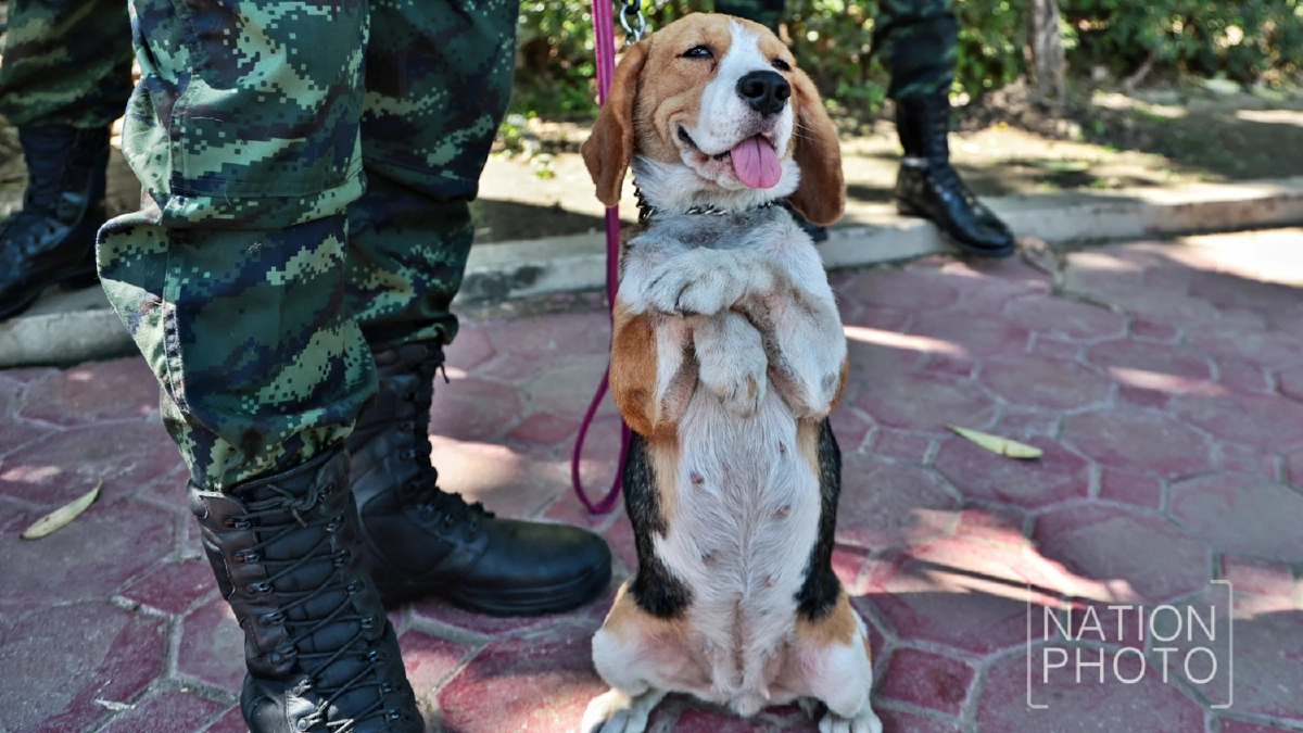 ชมความน่ารัก “สุนัขทหาร K9” โชว์ความสามารถในงาน “วันเด็กแห่งชาติ 2569”