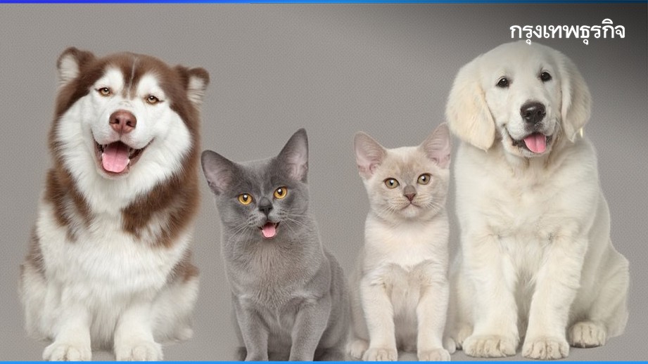 .จองคิว ฝังชิป-จดทะเบียน 'สุนัข-แมว' กทม. ฟรี! ผ่านแอป QueQ วันนี้-30 มิ.ย. 69.