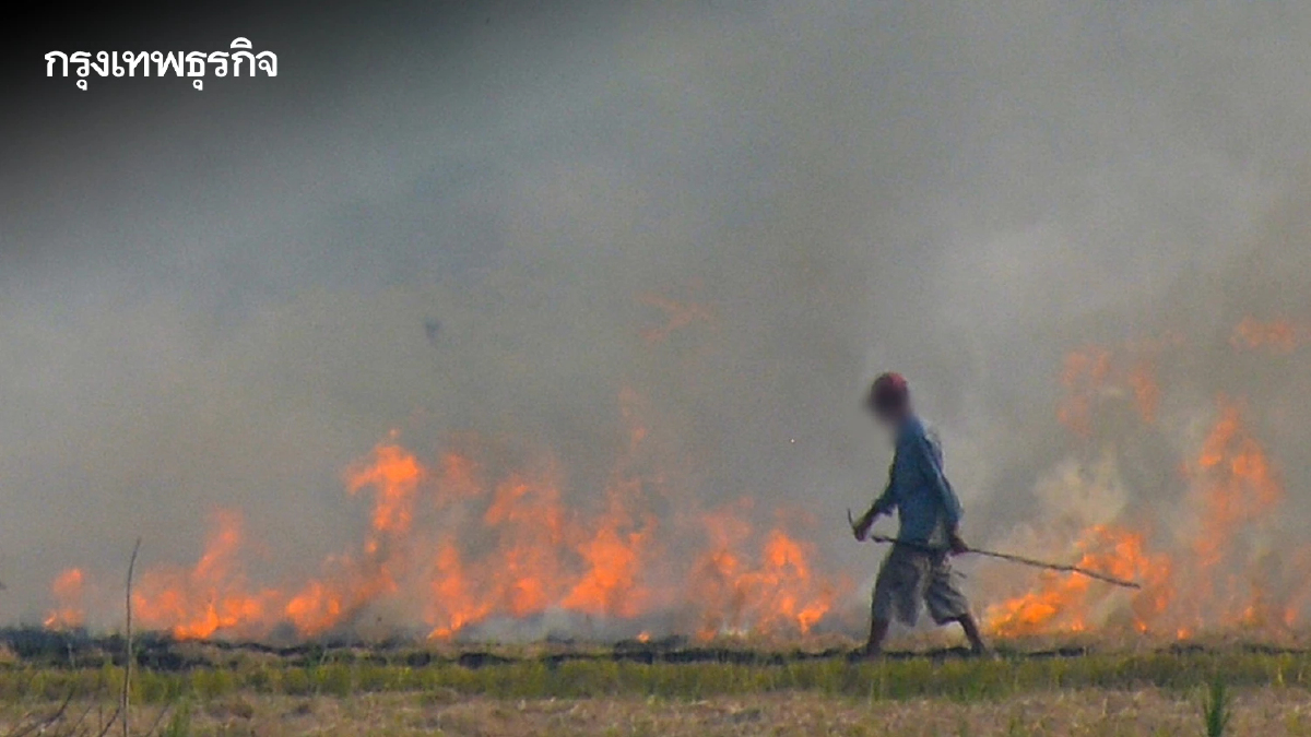 คุมเข้มเผาในพื้นที่เกษตร ออก 4 มาตรการ แก้ปัญหาฝุ่น PM2.5 อย่างเป็นระบบ