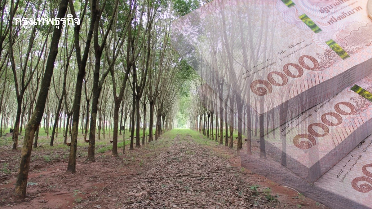 เกษตรฯเร่งช่วยสวนยางอีสาน หลังระเบิดลงเสียหายกว่า3 พันล้าน