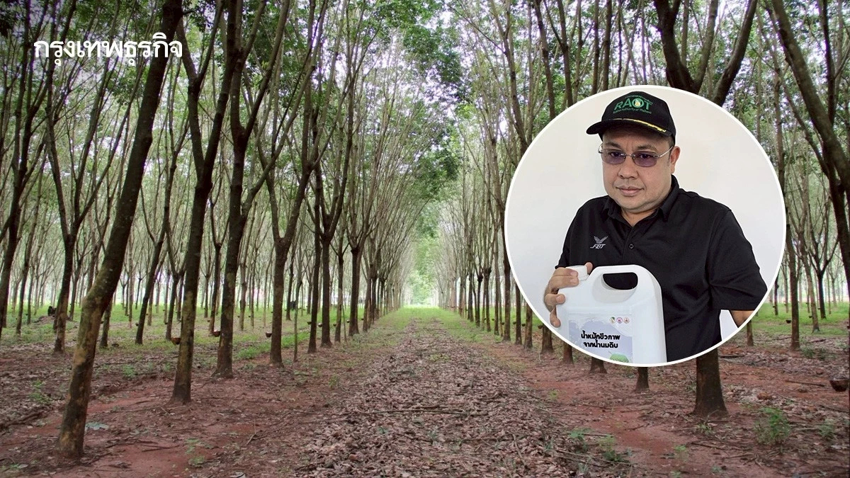 กยท. รับซื้อน้ำนมดิบ ทำน้ำหมักชีวภาพคุณภาพ แจกชาวสวนยาง