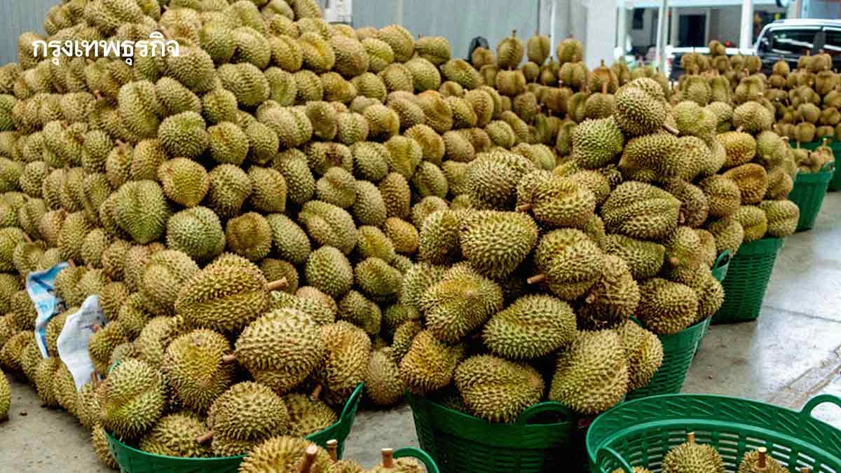 ส่งออกทุเรียนปี69‘คู่แข่ง-กฎการค้า’เข้มข้นขึ้น  งัด‘โลจิสติกส์-คุณภาพสินค้า’กลยุทธ์พลิกเกม