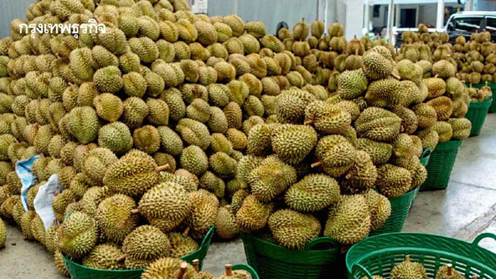 ส่งออกทุเรียนปี69‘คู่แข่ง-กฎการค้า’เข้มข้นขึ้น  งัด‘โลจิสติกส์-คุณภาพสินค้า’กลยุทธ์พลิกเกม