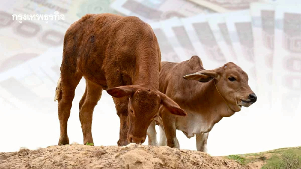 'เนื้อโคยั่งยืน' โอกาสหมื่นล้านที่ไทยต้องคว้า บทเรียนจากบราซิลถึงเกษตรกรยุคใหม่