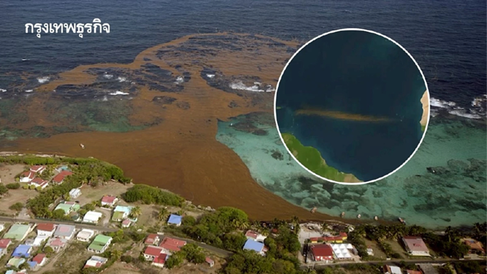 ‘แถบสาหร่ายซาร์กัสซัม’ ยาวกว่า 8,000 กม. มองเห็นจากนอกโลก โตไวเพราะน้ำอุ่น-มลพิษจากปุ๋ย