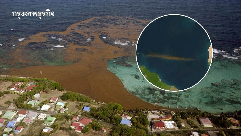 ‘แถบสาหร่ายซาร์กัสซัม’ ยาวกว่า 8,000 กม. มองเห็นจากนอกโลก โตไวเพราะน้ำอุ่น-มลพิษจากปุ๋ย