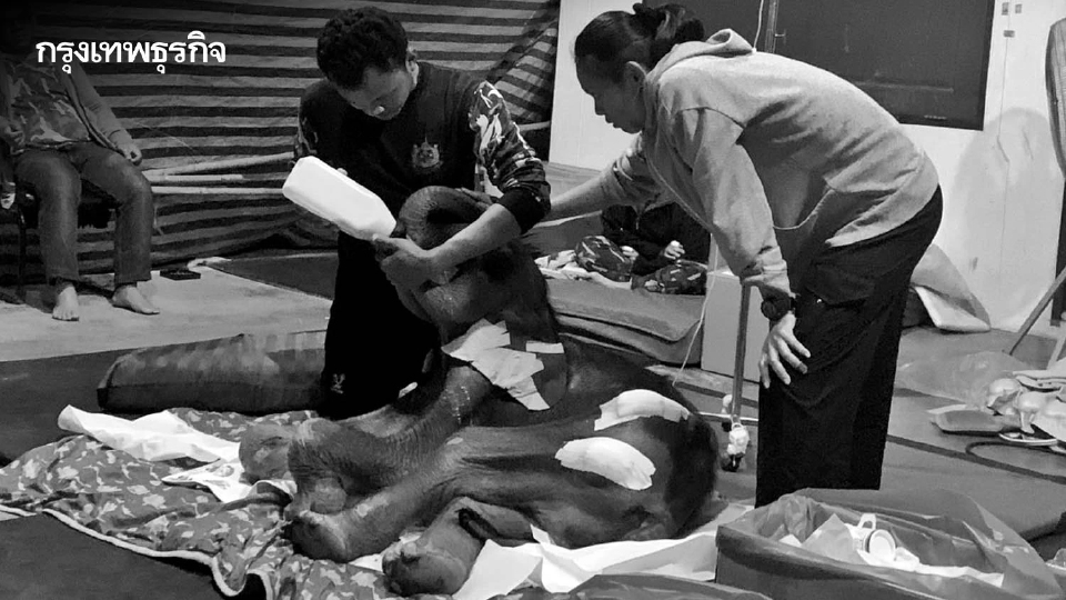 สุดยื้อ! ลูกช้างป่า 'ข้าวต้ม' กลับดาวช้างแล้ว เผยสาเหตุเสียชีวิต