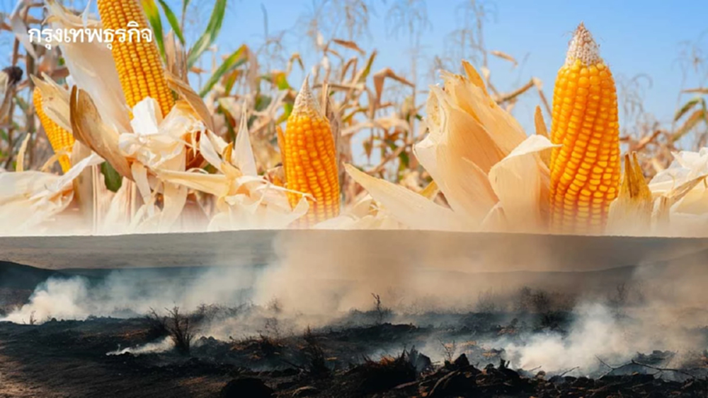 ครม.อนุมัติบอร์ดอาหารสัตว์ใช้กฎใหม่4ฉบับ  แจ้งแหล่งนำเข้า-ลดเผาป้องฝุ่นจิ๋วข้ามแดน