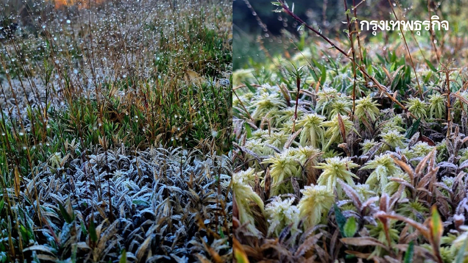 แม่คะนิ้ง ขาวโพลนแรกของปี 2569 โผล่ยอดภูหลวง อุณหภูมิดิ่ง 4 องศา