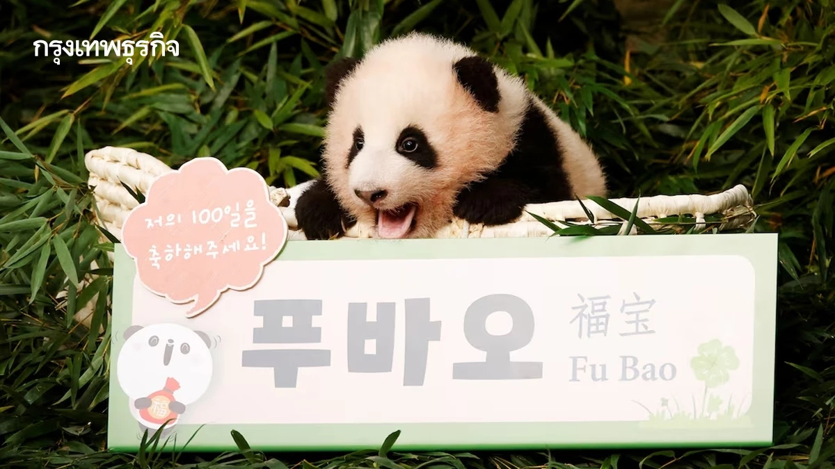 เกาหลีใต้-ญี่ปุ่น จีนรักใคร  วัดกันที่จำนวนแพนด้า l World Pulse