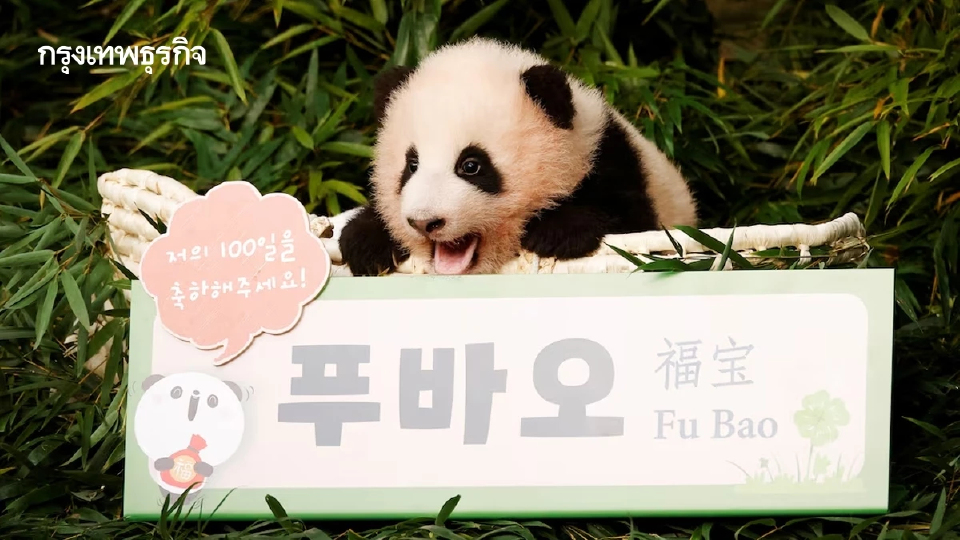 เกาหลีใต้-ญี่ปุ่น จีนรักใคร  วัดกันที่จำนวนแพนด้า l World Pulse