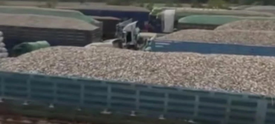 ชาวบ้านโวย มันสำปะหลัง กัมพูชา ทะลักไทย ทำราคาดิ่ง วอนรัฐ จัดการนายทุนฉวยโอกาส