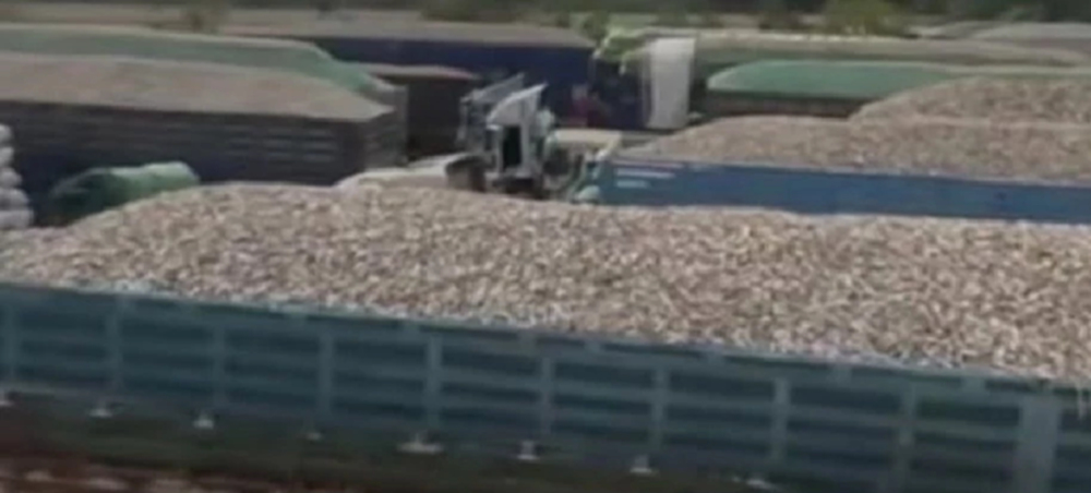 ชาวบ้านโวย มันสำปะหลัง กัมพูชา ทะลักไทย ทำราคาดิ่ง วอนรัฐ จัดการนายทุนฉวยโอกาส